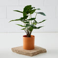 Load image into Gallery viewer, Real Touch Faux Plant in Pot COAST
