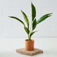 Load image into Gallery viewer, Real Touch Faux Plant in Pot COAST
